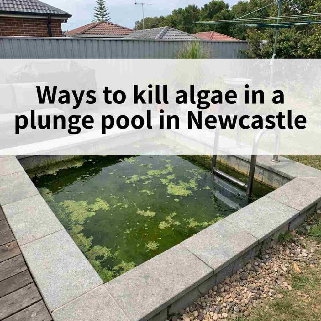 Ways to kill algae in a plunge pool in Newcastle
